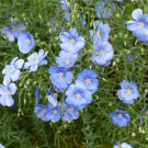 Linum Usitatissimum Sky Blue Flax Plant 1000 Seeds Fresh Seeds