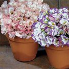 Lisianthus Lisianthus Sapphire Mix Flower 100 Seeds Fresh Seeds