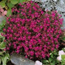 Lobelia Lobelia Erinus Rosamund Ground Cover 10000 Seeds Fresh Seeds