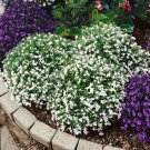 Lobelia Lobelia Erinus White Lady Ground Cover 10000 Seeds Fresh Seeds