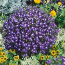 Lobelia Mrs Clibran Lobelia Ground Cover 10000 Seeds Fresh Seeds