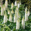 Lupine Lupinus Polyphyllus Noble Maiden Flower 1000 Seeds Fresh Seeds
