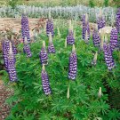 Lupine Lupinus Polyphyllus The Governor Flower 1000 Seeds Fresh Seeds