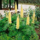 Lupine Lupinus Polyphyllus Chandelier Flower 1000 Seeds Fresh Seeds