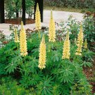 Lupine Lupinus Polyphyllus Chandelier Flower 500 Seeds Fresh Seeds