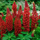 Lupine Lupinus Polyphyllus My Castle Flower 500 Seeds Fresh Seeds