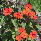 Lychnis Lychnis Arkwrightii Vesuvius Flower 1000 Seeds Fresh Seeds