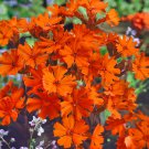 Lychnis Lychnis Arkwrightii Vesuvius Flower 2000 Seeds Fresh Seeds