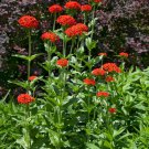 Lychnis Maltese Cross Lychnis Chalcedonica Flower 5000 Seeds Fresh Seeds