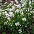 Lychnis White Lychnis Catchfly Flower 50000 Seeds Fresh Seeds