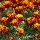 Marigold French Marigold Flame Flower 500 Seeds Fresh Seeds