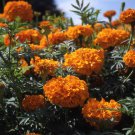 Marigold Tagetes Erecta African Marigold Orange Flower 2000 Seeds Fresh Seeds