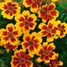 Marigold Tagetes Patula Dainty Marietta Flower 1000 Seeds Fresh Seeds