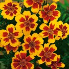 Marigold Tagetes Patula Dainty Marietta Flower 500 Seeds Fresh Seeds