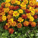 Marigold Tagetes Patula Flower Mix 1/4 Lb Fresh Seeds
