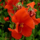 Mask Flower Red Alonsoa Mask Flower 10000 Seeds Fresh Seeds