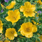 Mentzelia Lindleyi Lindleys Blazing Star Garden Flower 5000 Seeds Fresh Seeds