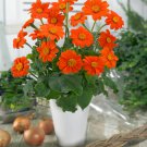Mexican Sunflower Tithonia Speciosa Goldfinger Heat Garden Flower 500 Seeds Fresh Seeds