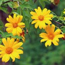 Mexican Sunflower Tithonia Yellow Torch Heat Garden Flower Plant 1000 Seeds Fresh Seeds