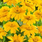 Mexican Sunflower Tithonia Yellow Torch Heat Garden Flower Plant 500 Seeds Fresh Seeds
