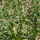 Mignonette Reseda Odorata Mignonette Flower 5000 Seeds Fresh Seeds