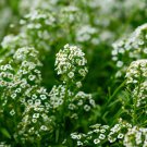 Mignonette Reseda Odorata Flower 10000 Seeds Fresh Seeds