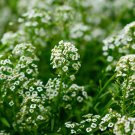 Mignonette Reseda Odorata Flower 5000 Seeds Fresh Seeds