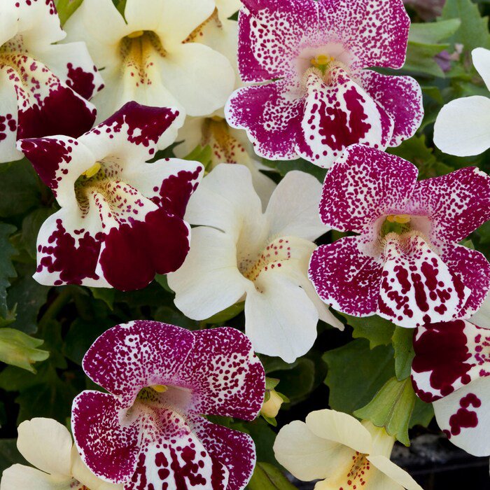 Mimulus Magic Spring Blossom Flower Mix 200 Seeds Fresh Seeds