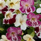 Mimulus Magic Spring Blossom Flower Mix 200 Seeds Fresh Seeds