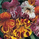 Mimulus X A Magic Blotch Flower Mix 200 Seeds Fresh Seeds