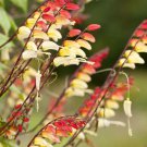 Mina Lobata Spanish Flag Vine Flower 200 Seeds Fresh Seeds