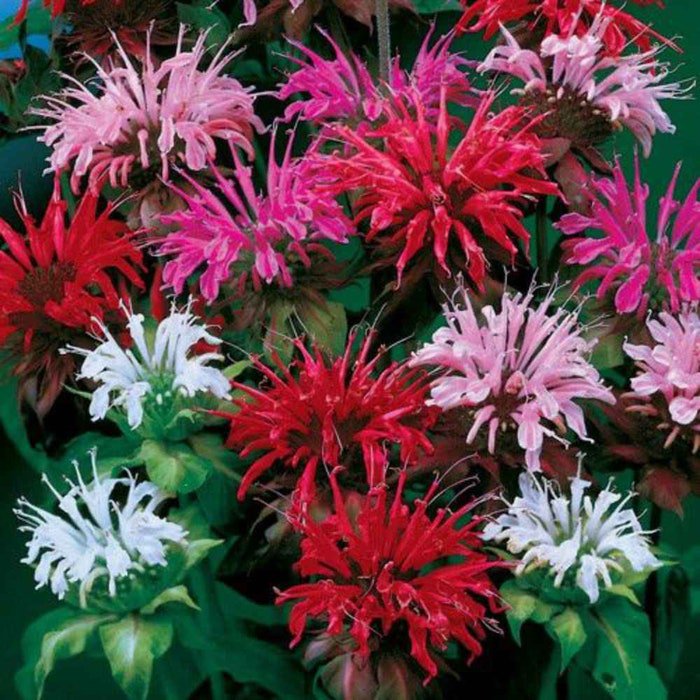 Monarda Didyma Bee Balm Mix Flower 1000 Seeds Fresh Seeds