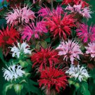 Monarda Didyma Bee Balm Mix Flower 1000 Seeds Fresh Seeds