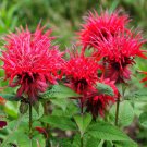 Monarda Flower Scarlet Bee Balm 500 Seeds Fresh Seeds