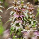 Monarda Punctata Spotted Beebalm Horsemint Garden Flower Plant 1000 Seeds Fresh Seeds