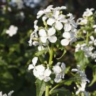 Money Plant White Silver Dollar Plant Flower 1000 Seeds Fresh Seeds