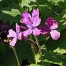 Money Plant Lunaria Honesty Plant Flower 1000 Seeds Fresh Seeds