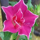 Morning Glory Red Picotee Morning Glory Flower 50 Seeds Fresh Seeds