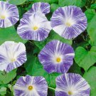Morning Glory Flying Saucers Flower 250 Seeds Fresh Seeds
