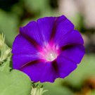 Morning Glory Grandpa Ott Flower 250 Seeds Fresh Seeds