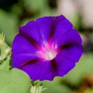 Morning Glory Grandpa Ott Flower 500 Seeds Fresh Seeds