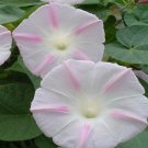 Morning Glory Growing Morning Glories From Flower 250 Seeds Fresh Seeds