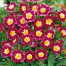 Morning Glory How To Grow Morning Glories From Flower 1000 Seeds Fresh Seeds