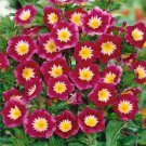Morning Glory How To Grow Morning Glories From Flower 2000 Seeds Fresh Seeds
