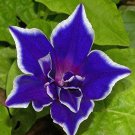 Morning Glory Ipomoea Nil Blue Picotee Flower 50 Seeds Fresh Seeds