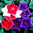 Morning Glory Kikyozaki Morning Glory Flower 50 Seeds Fresh Seeds