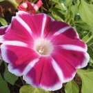 Morning Glory Rosita Morning Glory Vine Flower 50 Seeds Fresh Seeds