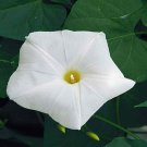 Morning Glory Vine Pearly Gates Flower 500 Seeds Fresh Seeds