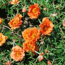 Moss Rose Grows In Hot Dry Sunny Locations 500 Seeds Fresh Seeds