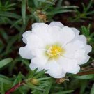 Moss Rose White Portulaca Grandiflora Ground Cover 10000 Seeds Fresh Seeds